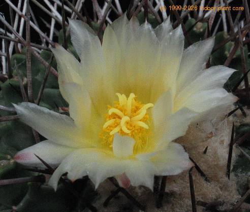 Thelocactus lophothele 3