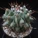 Thelocactus lophothele SIb