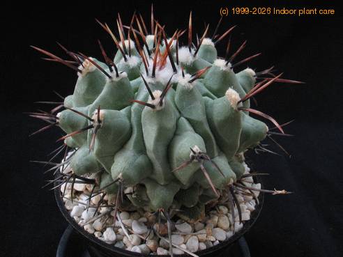 Thelocactus lophothele SIb