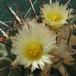 Thelocactus rinconensis 1