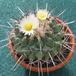 Thelocactus rinconensis 2