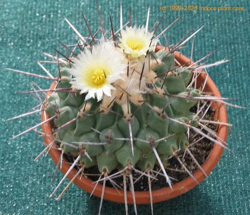 Thelocactus rinconensis 2