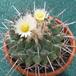 Thelocactus rinconensis SIb