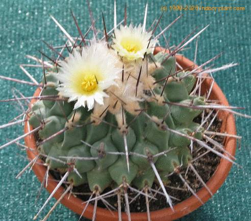 Thelocactus rinconensis SIb