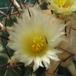 Thelocactus rinconensis SIf