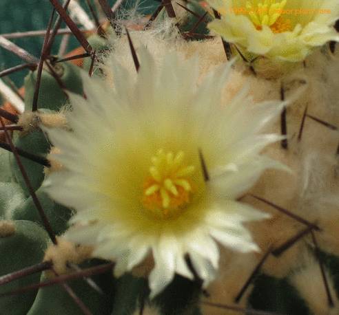 Thelocactus rinconensis SIf