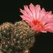 Thelocactus schmollii 590