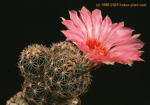 Thelocactus schmollii 590
