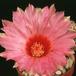 Thelocactus schmollii 591