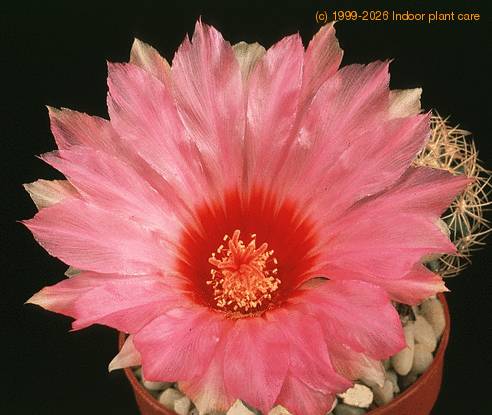 Thelocactus schmollii 591