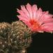 Thelocactus schmollii SIb