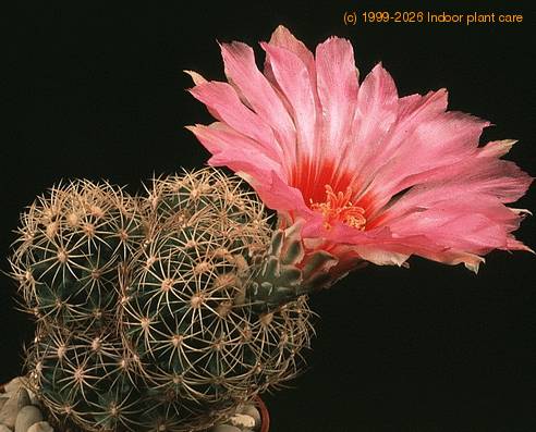 Thelocactus schmollii SIb
