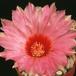 Thelocactus schmollii SIf