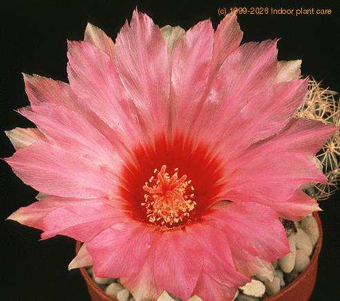 Thelocactus schmollii SIf