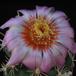 Thelocactus sp 1
