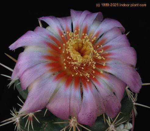 Thelocactus sp 1