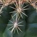Thelocactus sp 2