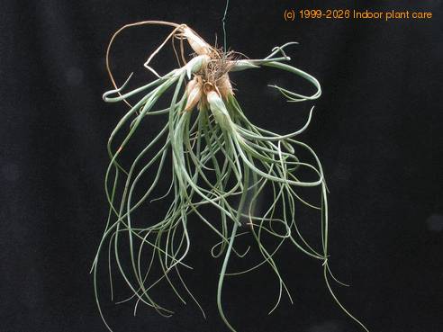 Tillandsia baylei1