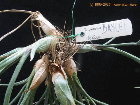 Tillandsia baylei2
