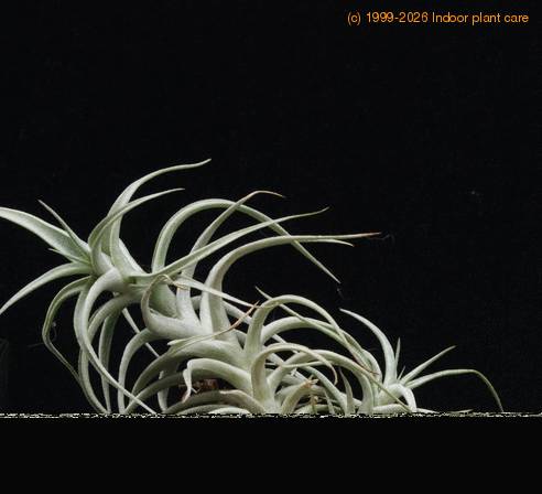 Tillandsia bergerii-RBT