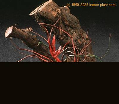 Tillandsia bulbosa 2832