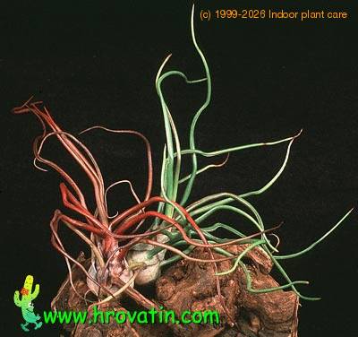 Tillandsia bulbosa 2833