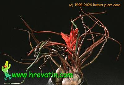 Tillandsia bulbosa 2835