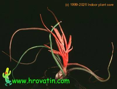 Tillandsia bulbosa 2836