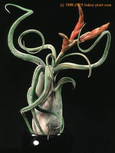 Tillandsia bulbosa cvet