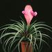 Tillandsia cyanea