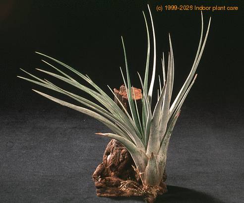 Tillandsia fasciculata-2843