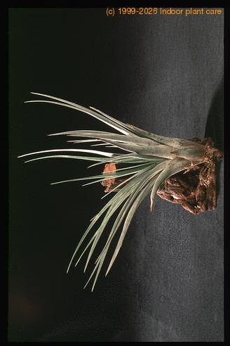 Tillandsia fasciculata-2843