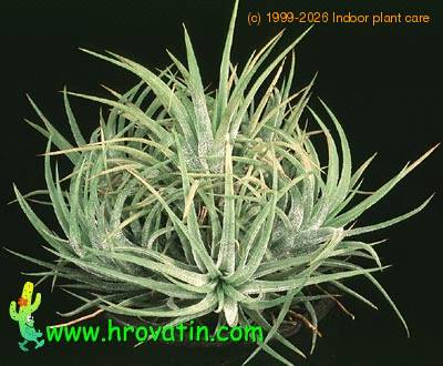 Tillandsia ionantha 2844