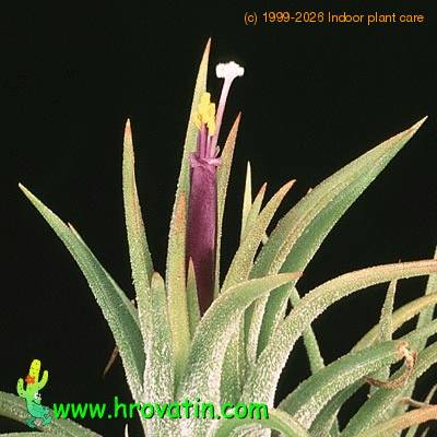 Tillandsia ionantha flower 2845