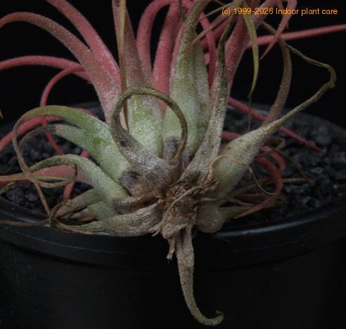 Tillandsia ionantha fusarium-SIm