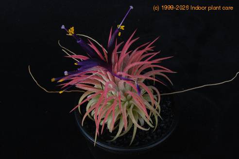 Tillandsia ionantha oprijemalne koreninice