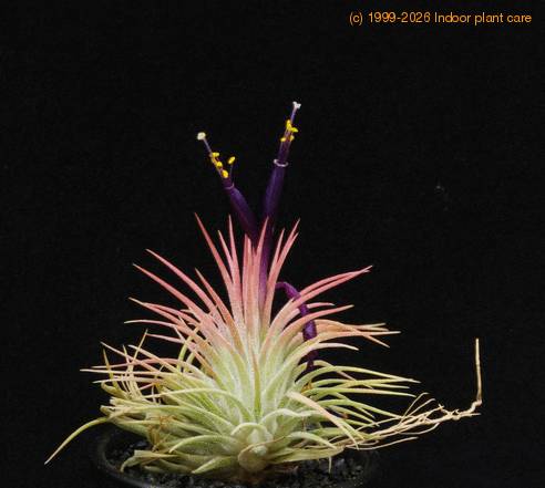Tillandsia ionantha rubra RBT