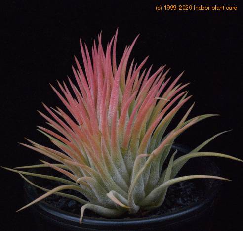 Tillandsia ionantha rubra-SIb