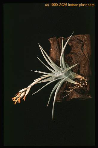 Tillandsia ixioides-2846