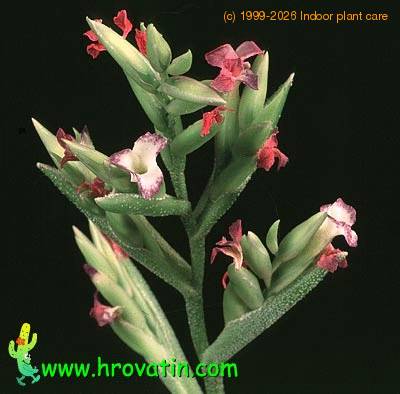 Tillandsia latifolia flower 2849