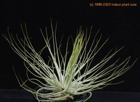 Tillandsia magnusiana RBT