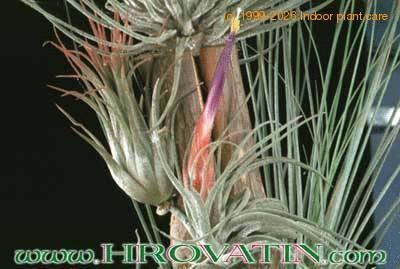 Tillandsia matudae 1805