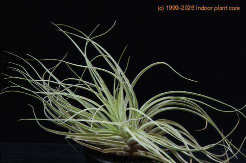 Tillandsia matudae RBT