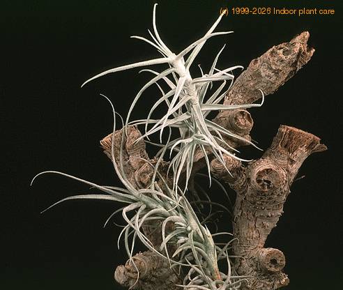 Tillandsia paleacea-2853