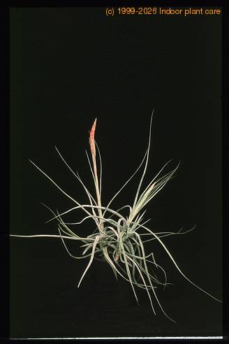 Tillandsia schiedeana-2854