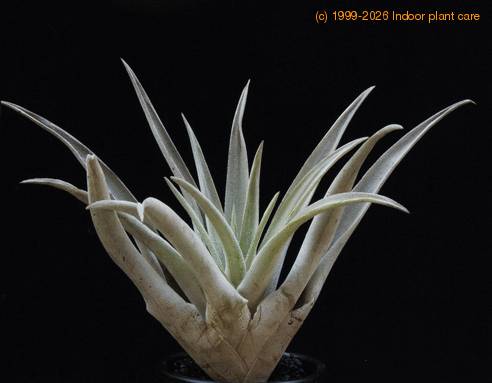 Tillandsia sphaerocephala RBT