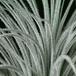 Tillandsia tectorum trihomi