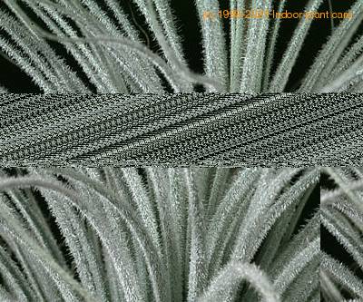 Tillandsia tectorum trihomi