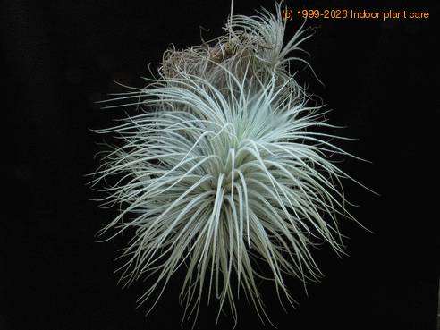 Tillandsia tectorum1