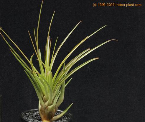 Tillandsia tricolor v melanocrater-RBT